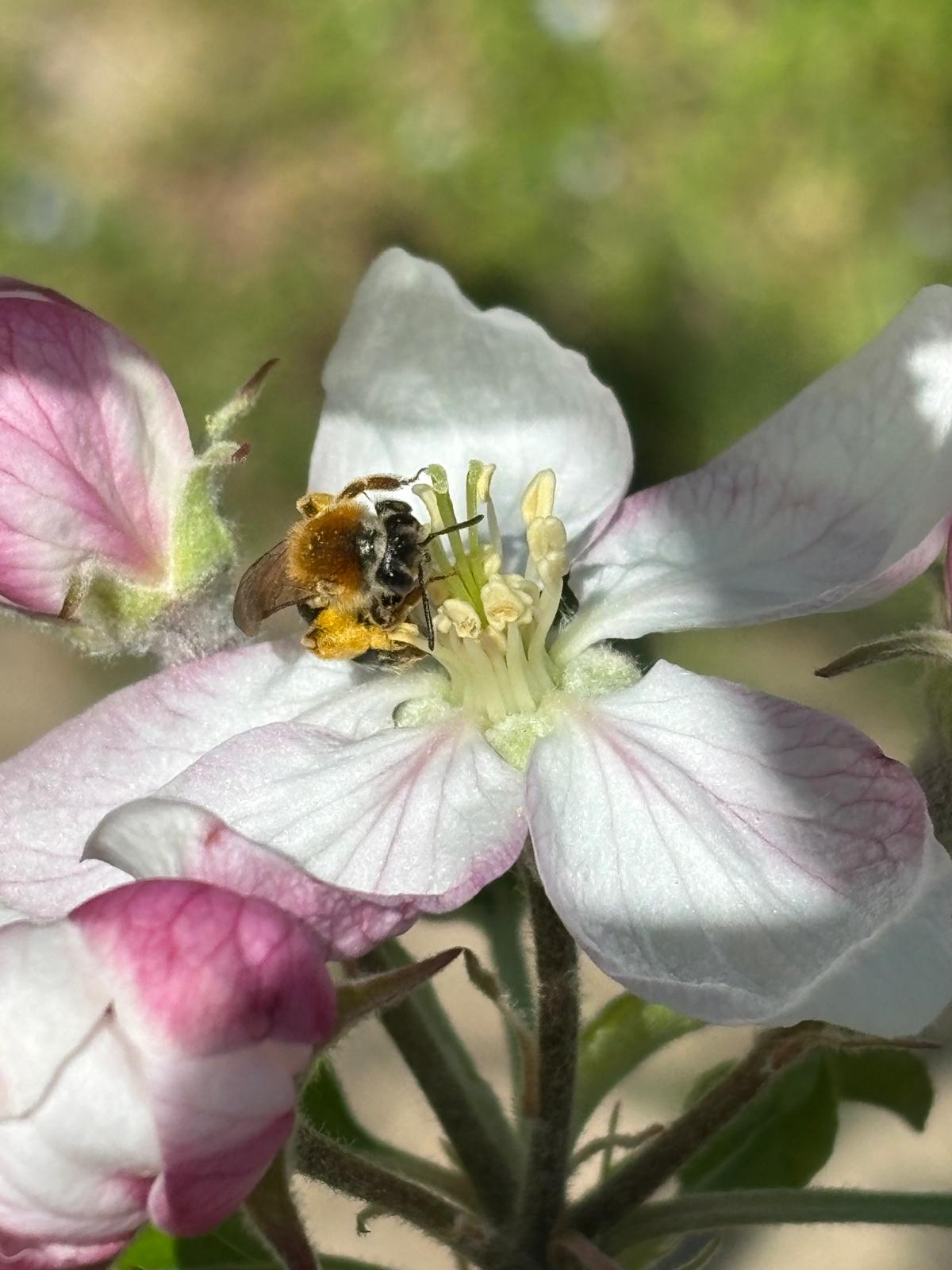 Bee with pollen